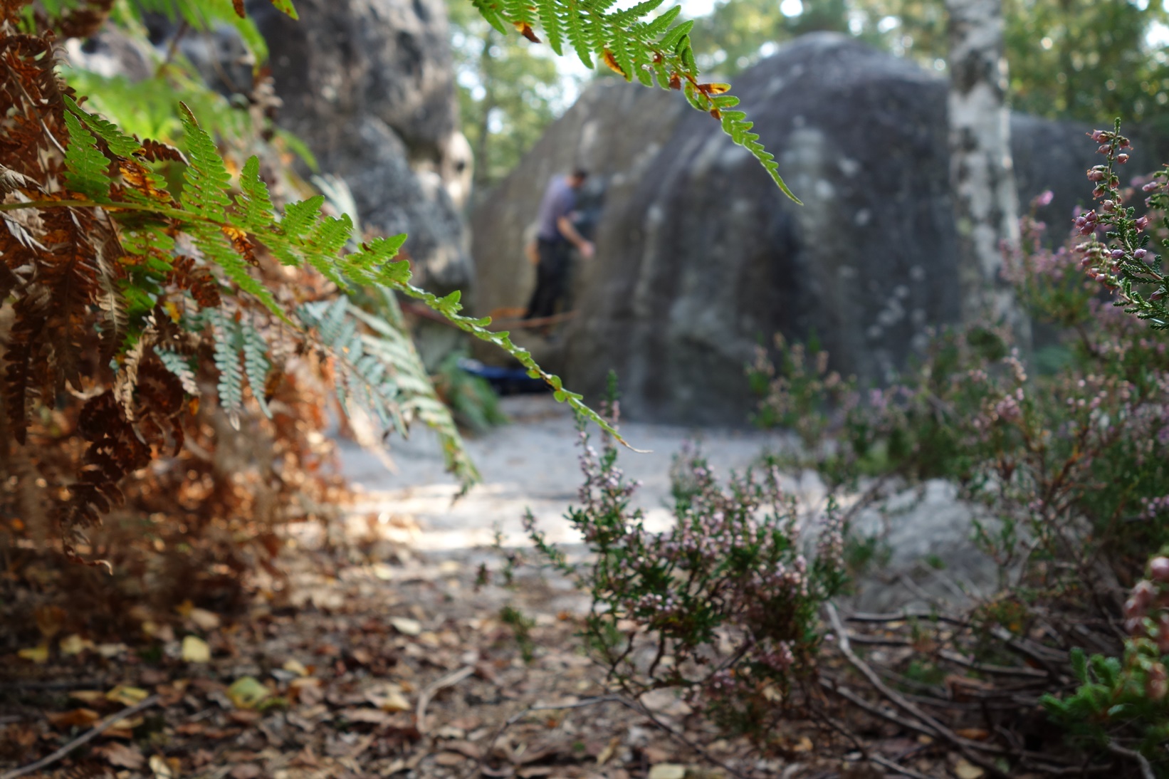 summer rock climbing bouldering in apremont fontainebleau