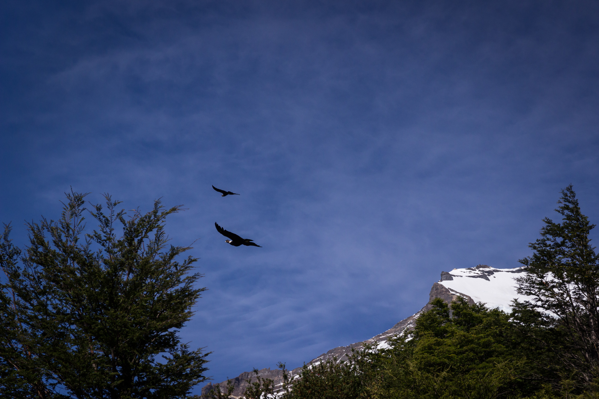 southern patagonia trekking torres del paine condors
