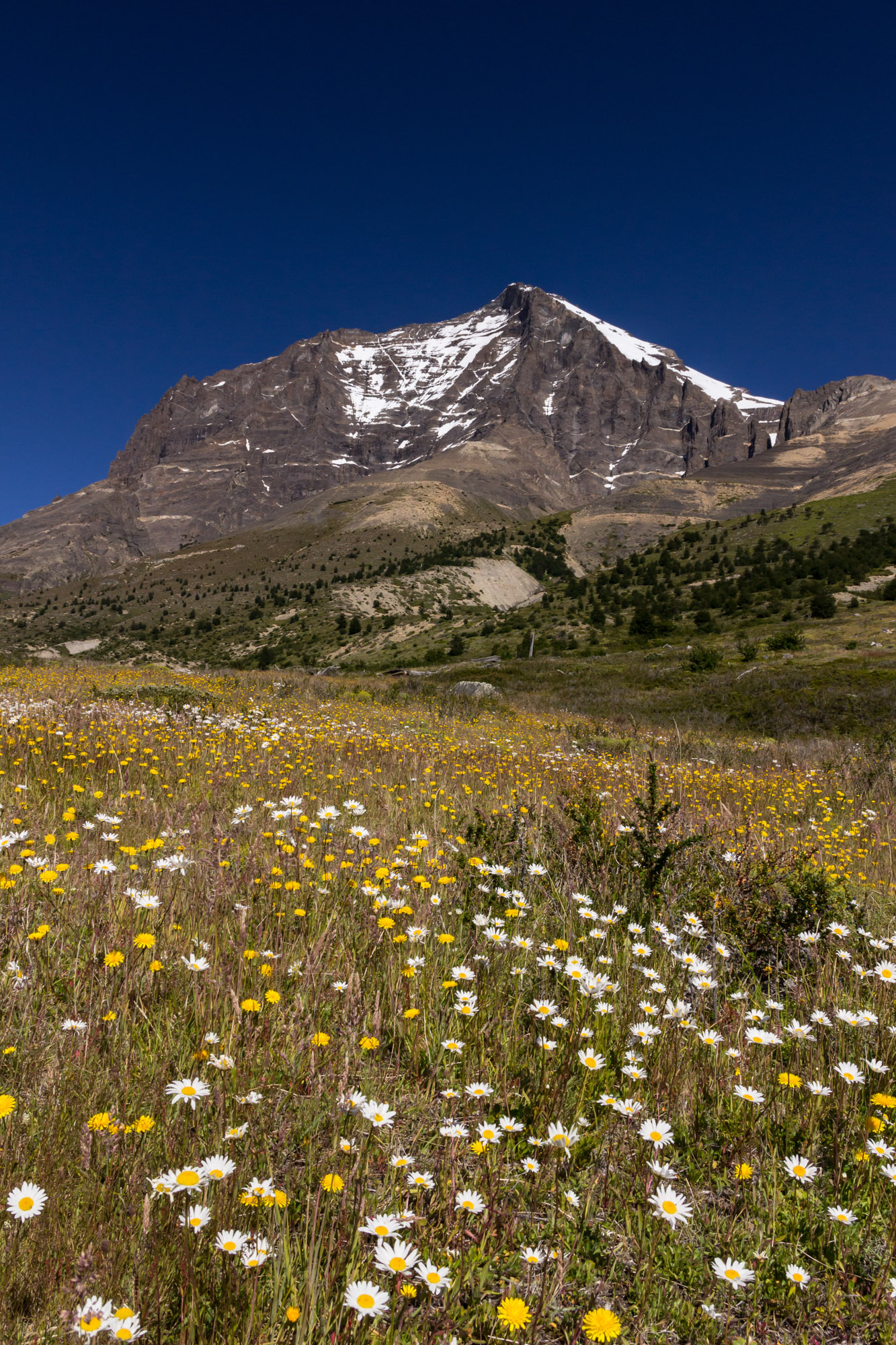southern patagonia trekking torres del paine alpine meadow flowers