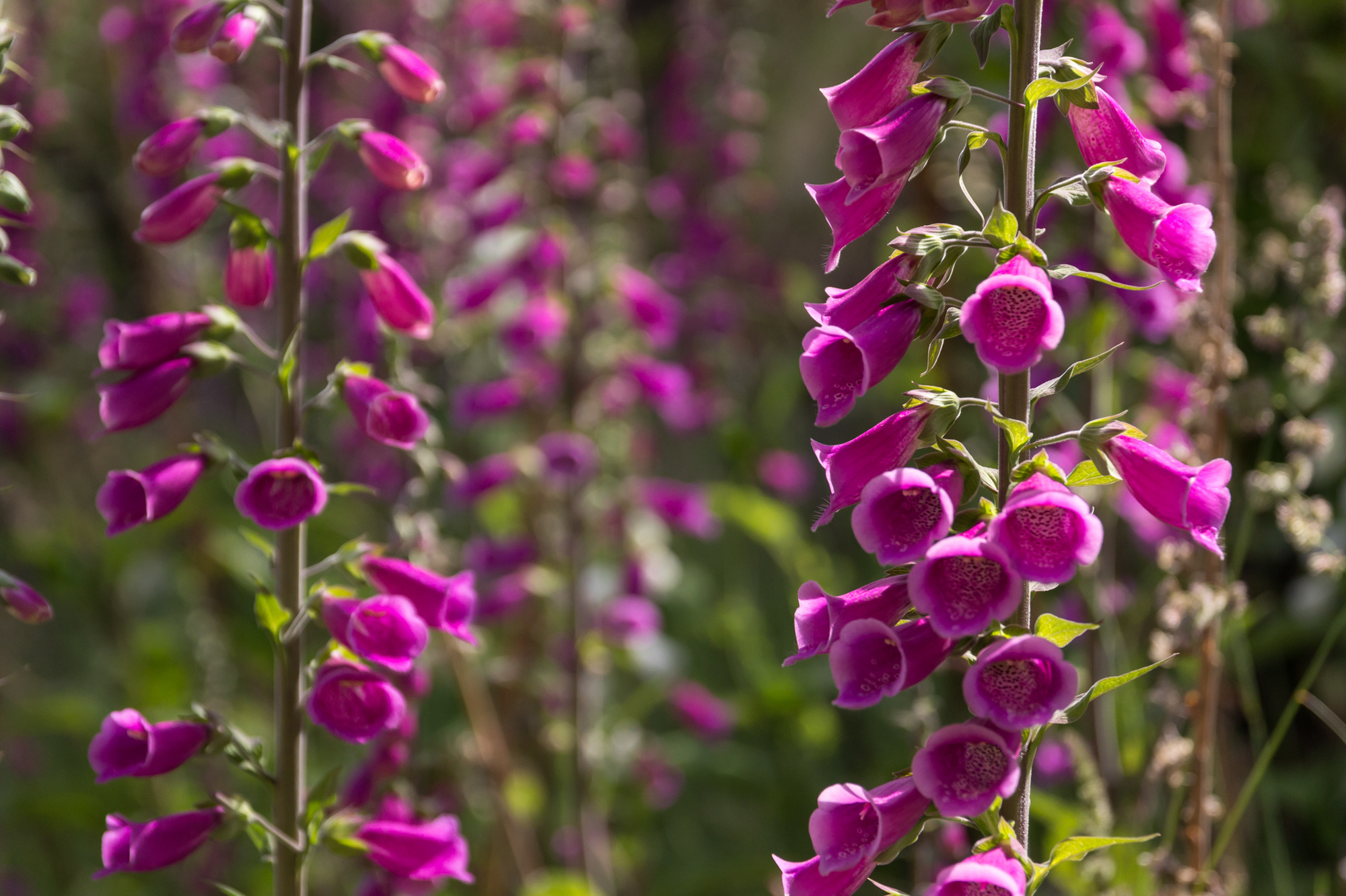 It's not all mountains and ice you know! A forest of foxgloves on the trail beside Lago Grey 