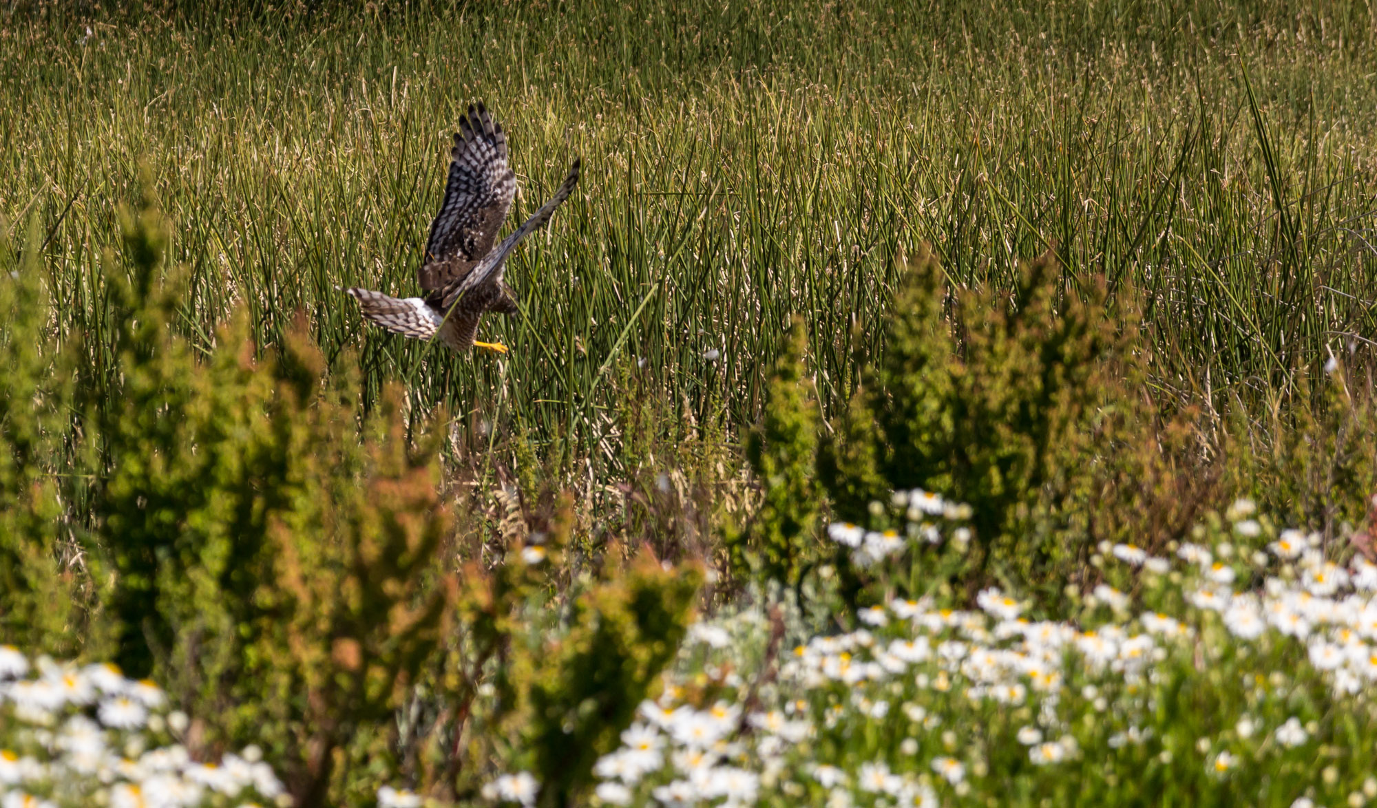 A South American Kestrel dives in for the kill in the wetlands near El Calafate