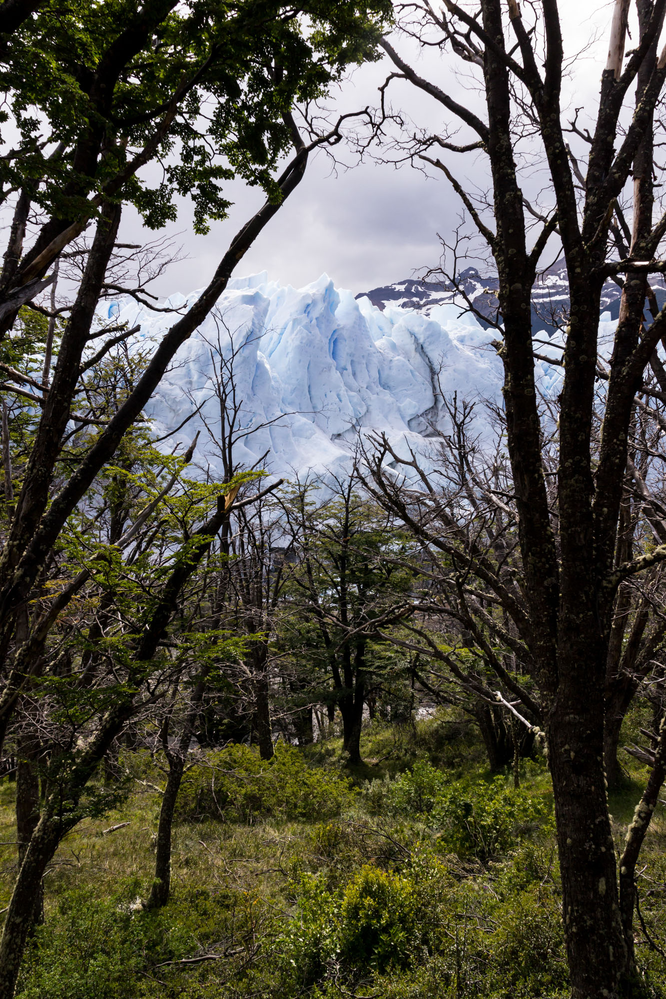 Immense amounts of precipitation on the Southern Patagonian Icefield feeds the glaciers and pushes them down to low elevations, creating the bizarre juxtaposition of woodland and ice