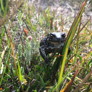 Ardnamurchan toad